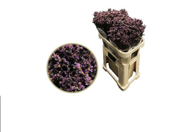 Limonium sinense Blush Diamond, Statice - 5 Stiele